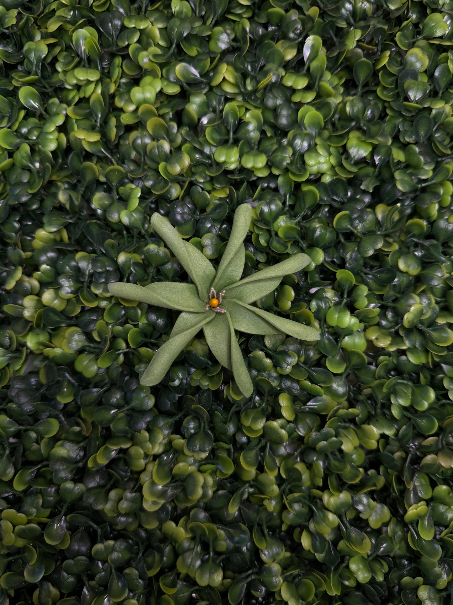 Tiare Sei - Olive Green
