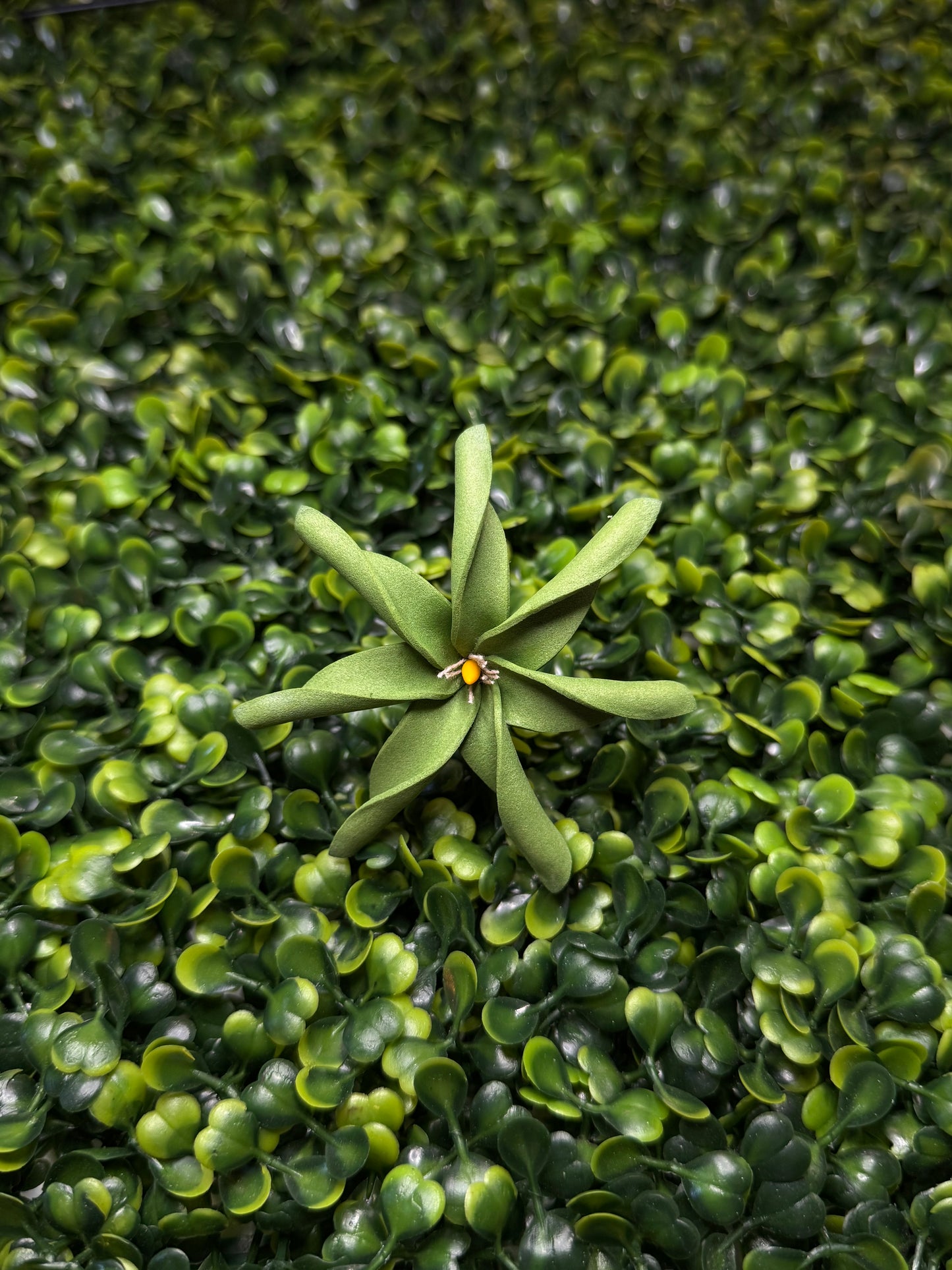 Tiare Sei - Olive Green