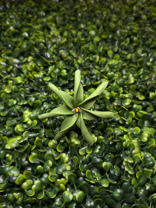 Tiare Sei - Olive Green