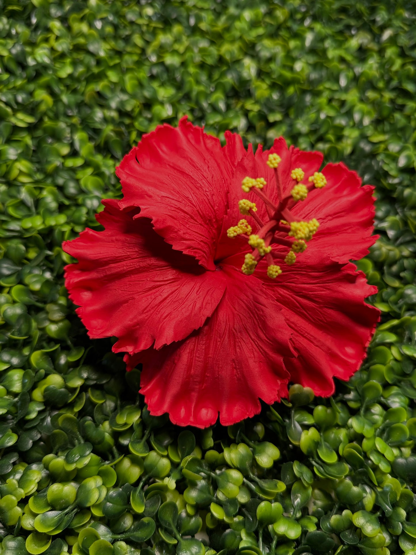 Hibiscus Sei - Ruby Red
